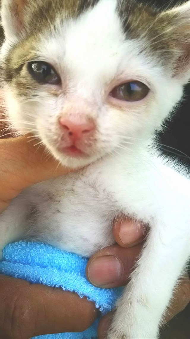 保護された直後のマメ