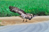 飛び立つカンムリワシ（石垣島）  ※画像はイメージです（愛 高行:stock.adobe.com）