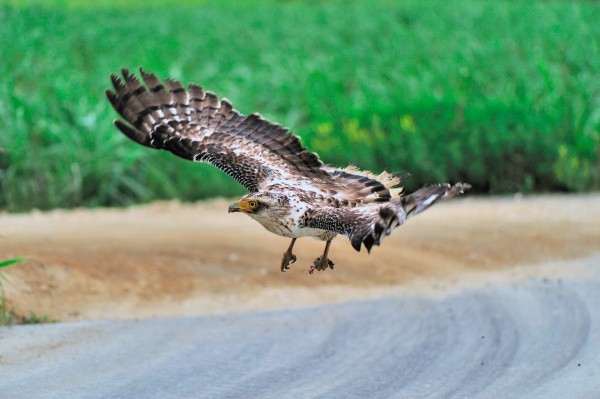 飛び立つカンムリワシ（石垣島）  ※画像はイメージです（愛 高行:stock.adobe.com）