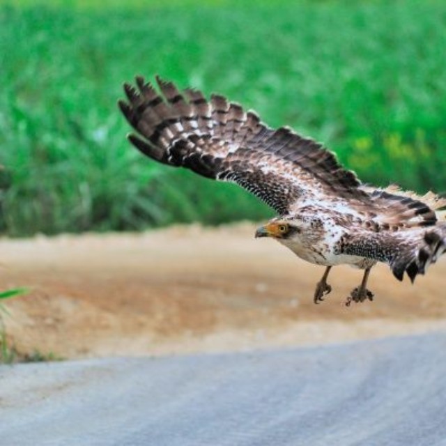 飛び立つカンムリワシ（石垣島）  ※画像はイメージです（愛 高行:stock.adobe.com）