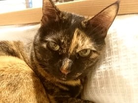 8歳の愛猫が“おとな”に？　遊びにクールになり、寂しい気分