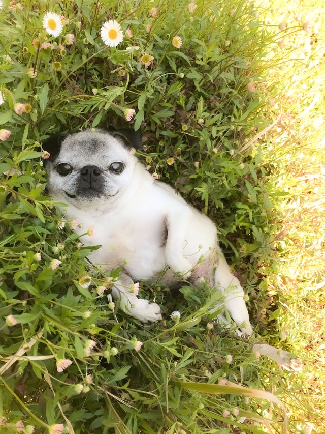 柔らかい葉っぱの上でゴロゴロするのが大好きなめーくん（提供写真）