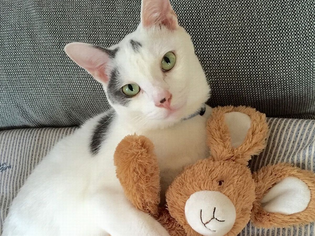 道路をフラフラ歩いていた子猫 保護 譲渡されオシャレな名前に 犬 猫との幸せな暮らしのためのペット情報サイト Sippo 道路をフラフラ歩いていた子猫 保護 譲渡されオシャレな名前に 犬 猫との幸せな暮らしのためのペット情報サイト Sippo