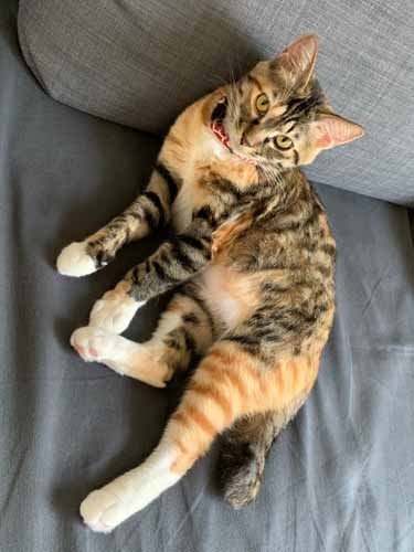 おうちのアイドルになっちゃった（ニイノちゃん提供）