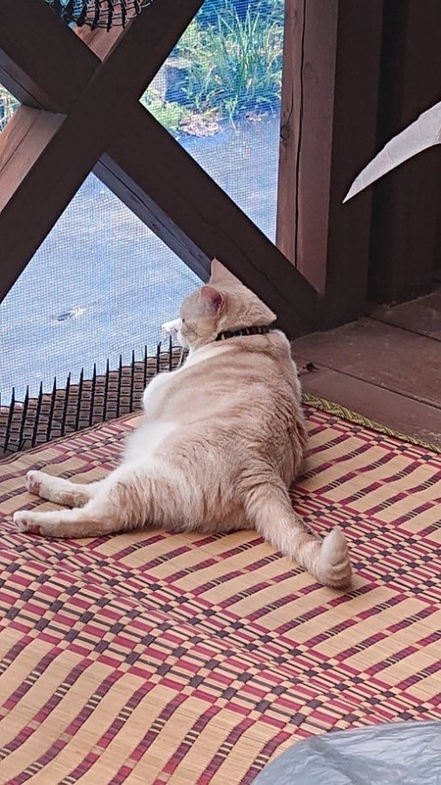 テラスで日向ぼっこ中