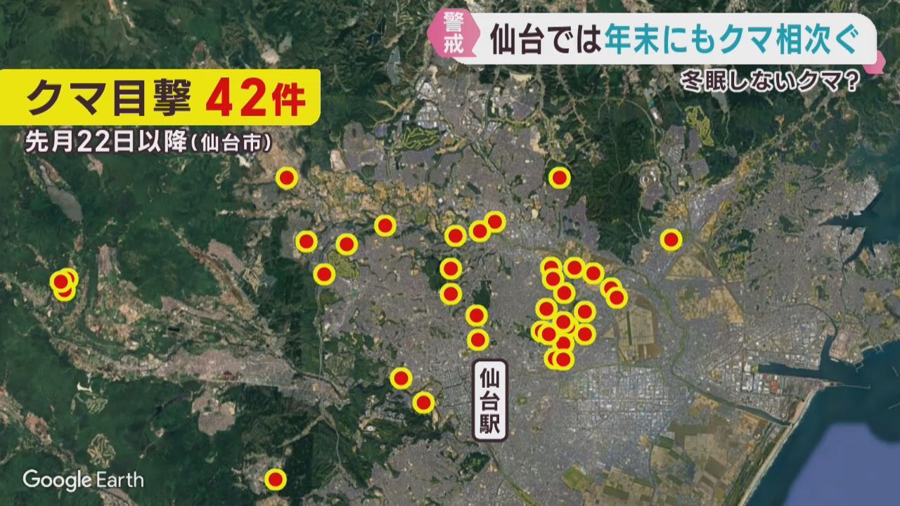クマの出没が仙台市で相次ぐ　冬眠しないクマはいるのか？