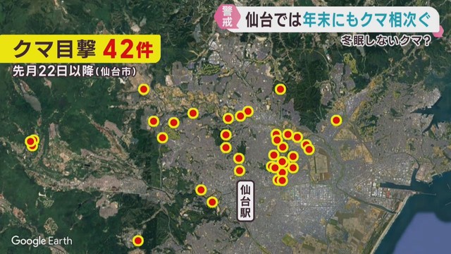 クマの出没が仙台市で相次ぐ　冬眠しないクマはいるのか？