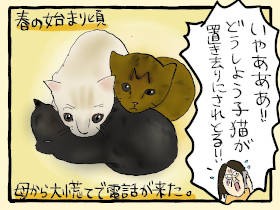子猫が次から次へと…！　母が猫の秘密結社に目をつけられた