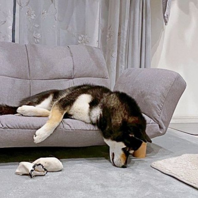 新しいソファが好きすぎる！ とろけて眠るもち吉くん（画像提供：黒柴もち吉さん）