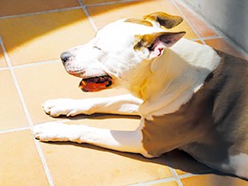 熱中症は死に至る病気　息づかい、目の充血に注意