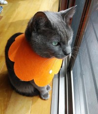 窓辺でニャルソックする空くん（画像提供：kurokoさん）