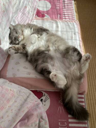 ウイスキーの妹シャンパン。ゆかりさんの娘が２匹の兄妹のおなかをモフると、喜んで２匹ともへそ天するそうです（ゆかりさん提供）