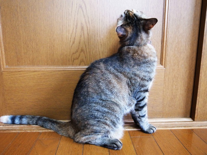 あのぅ～、もうあっちの部屋に行きたいんですが