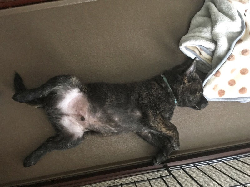 しつけや安全な環境については専門家に相談を