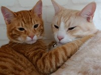 平次兄ちゃん、もうすぐ対等に遊べるね