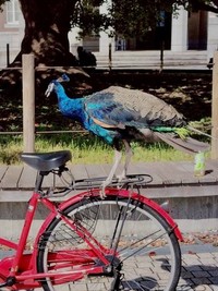 こんなところにも乗れるんです（「京都大学クジャク同好会」さん提供）