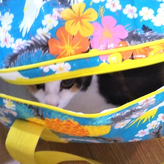 かくれんぼが得意