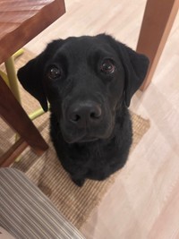 きゅるんとした瞳が愛らしいうぶちゃん（画像提供：うぶ UBU ラブラドールレトリバーさん）