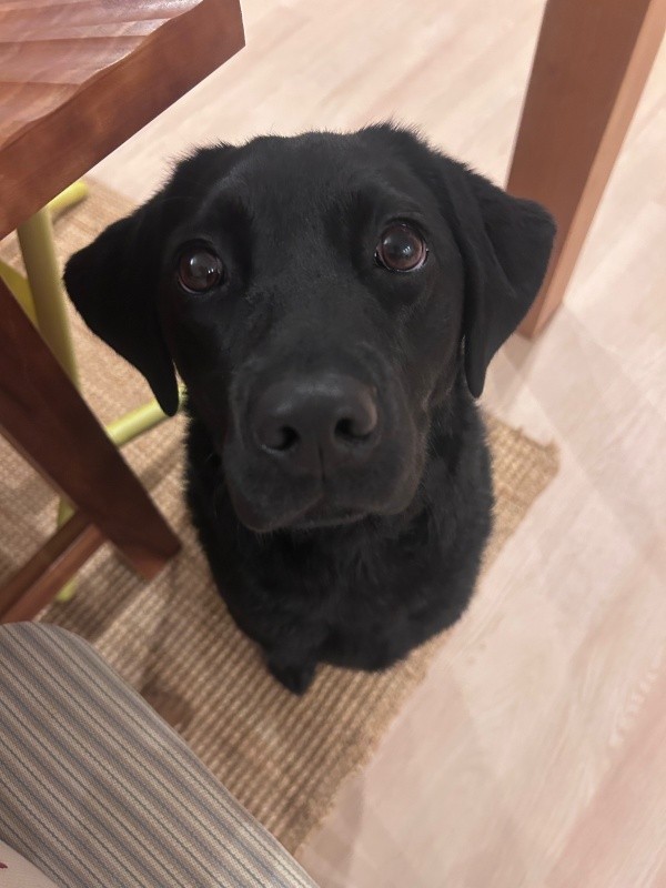 きゅるんとした瞳が愛らしいうぶちゃん（画像提供：うぶ UBU ラブラドールレトリバーさん）