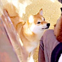 膝上の猫を見つめるようこちゃん（画像提供：シバシバお豆さん）