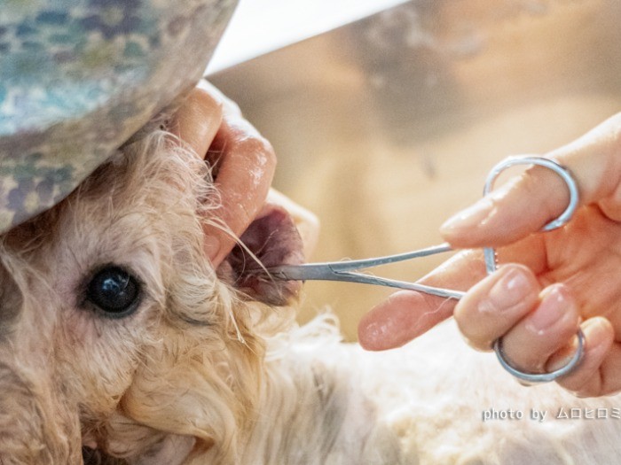 耳の中をすっきりカット。おとなしくシャンプーさせてくれる犬達。みないい子