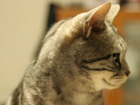 仲良しの猫「クリス」と犬「ネネ」　まさか同じ日に逝くなんて