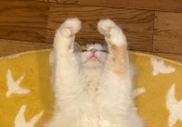 謎のポーズ＝ぽてねのアポロさん（@Hachicotton）提供