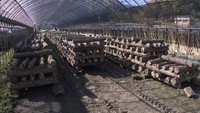 菌をつけた原木は「ほだ場」で成熟させる