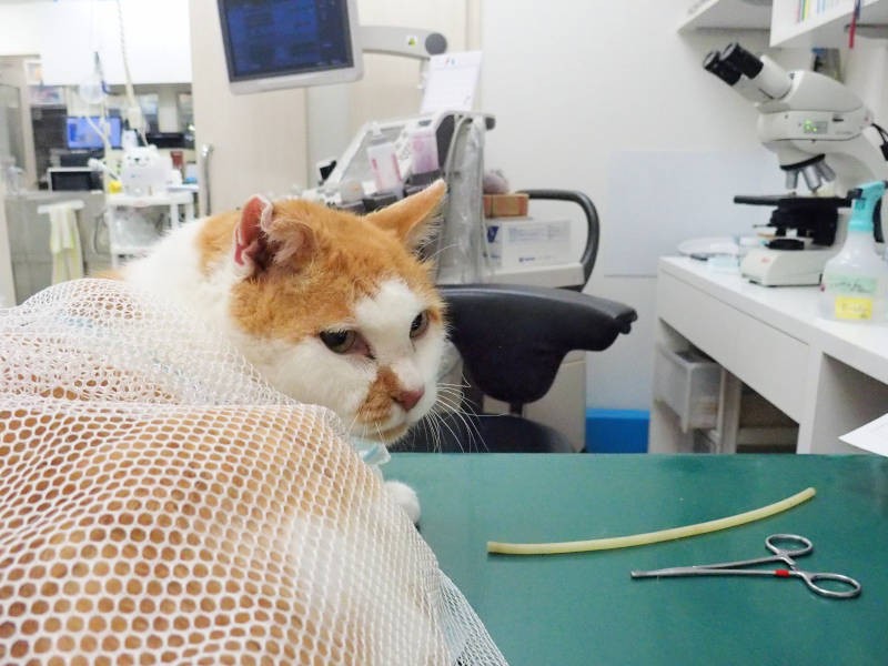 だいは16歳で慢性腎不全と言われ、2カ月ごとに通院して血液検査を受けています。これから何されるのかにゃと不安そう。2020年8月撮影。