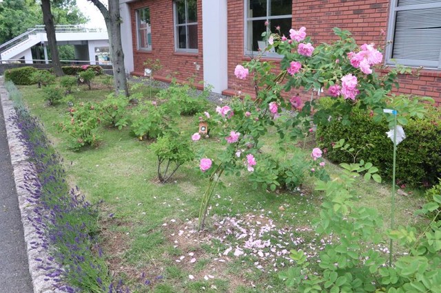 香りをテーマにした庭で花を付けたバラ＝５月中旬