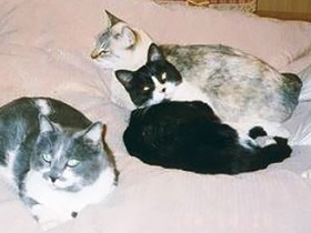 作詞家・湯川れい子が語る　保護猫との出会いと別れ