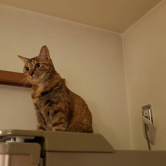 コンセントカバー、どした？