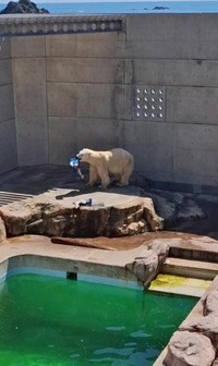 「ホッキョクグマ運動場」でエサを取り出そうとしている豪太＝2026年4月