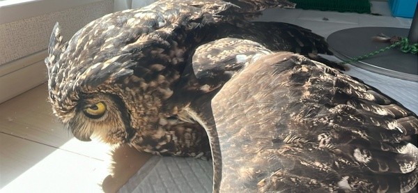 よく見るとーーしっかり目を開けているアルタイルちゃん（画像提供：アフワシのアルタイルさん）