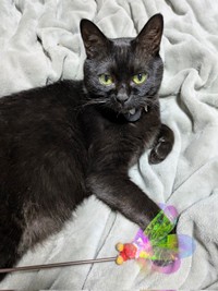 「遊んで」アピールする望那くん（画像提供：彩月&萌花にゃんさん）