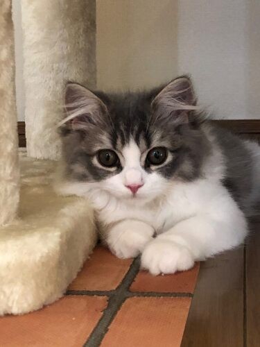 家にきたころの「ミーシャ」