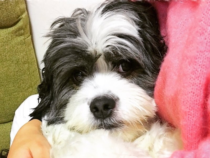 佐藤さんに甘える雑種犬の木空。千葉の動物愛護センターから迎えた。
「死が迫るシーンで、センターにいた愛犬のことを思い浮かべました」