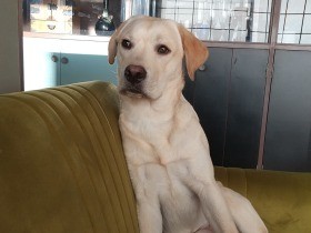 隣空いてる？　大人顔でソファに座るラブラドールレトリーバー「のんのん」
