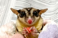 つぶらな瞳がとってもカワイイぱんちくん（提供：フクロモモンガのぱんち（こむぎほっぷれんげ）さん）