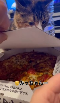 たべさせないにゃ！（飼い主さん提供、Instagramよりキャプチャ撮影）