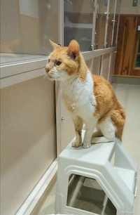 保健所にいた頃。左目の眼球は対面時からなかった