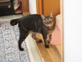 保護した猫「ミー」を譲渡　恋しいけど忘れようとした矢先、わが家に戻ってくることに