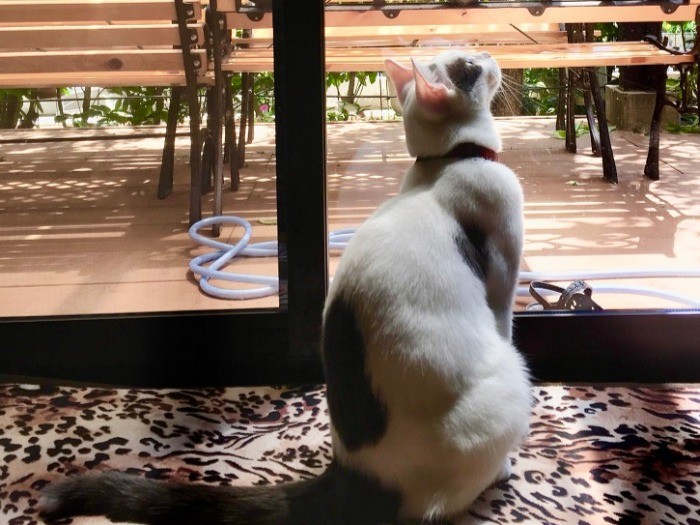 外猫の友達が来たのかな