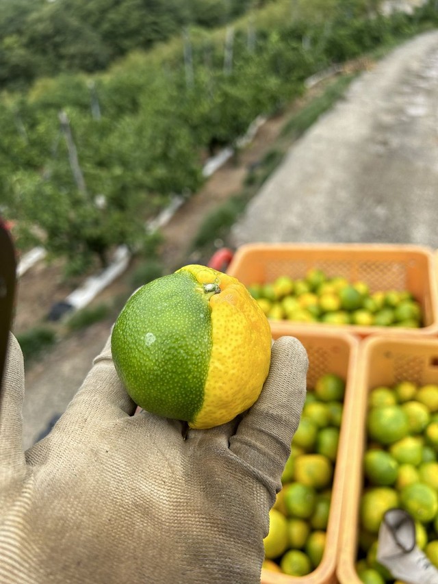 別アングルから（画像提供：杉本幸介さん）