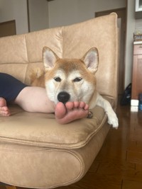 ソファでひと休み（提供：柴犬　りんさん）