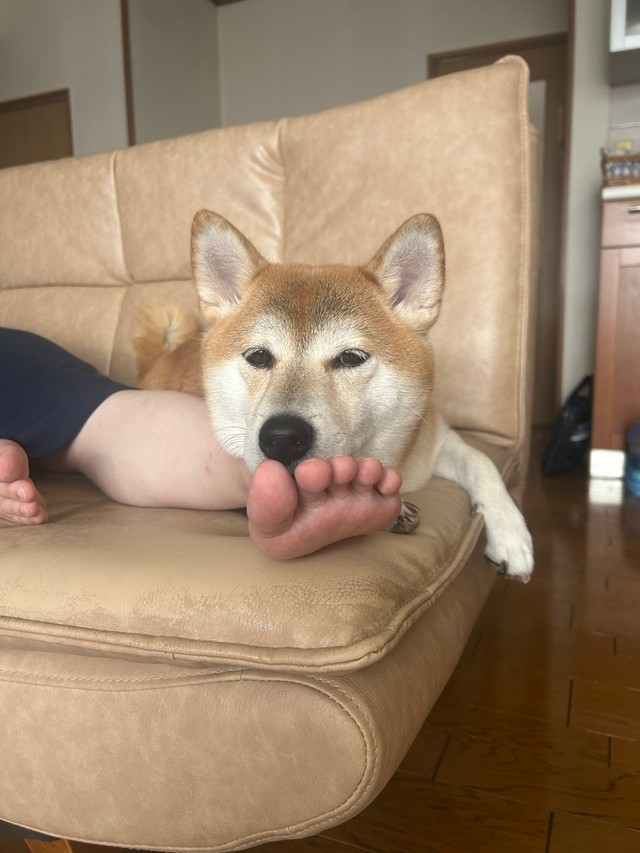ソファでひと休み（提供：柴犬　りんさん）