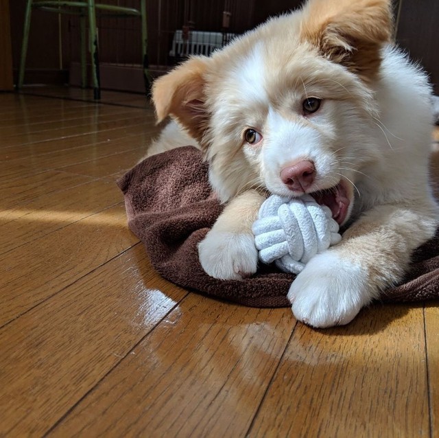 子犬時代、大きな手が可愛い