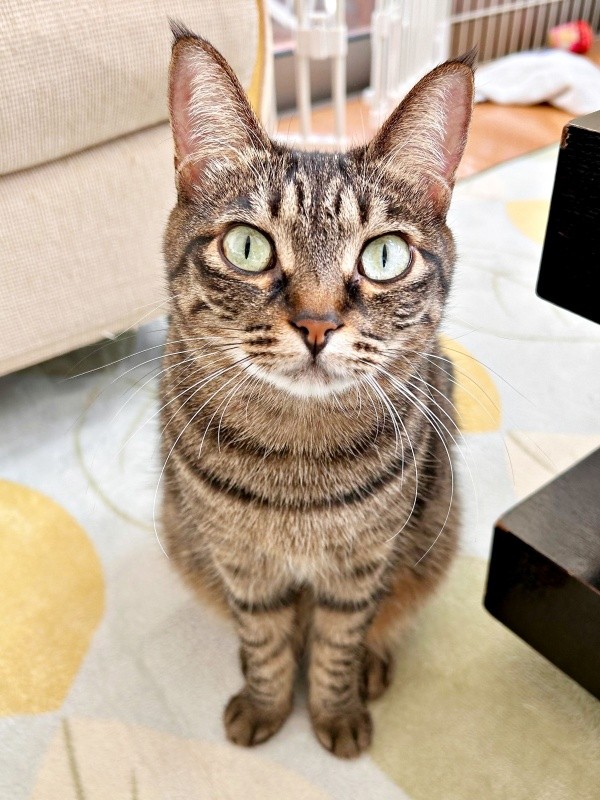 「遊ぼう」とアピールする椿ちゃん（画像提供：ねここさん）