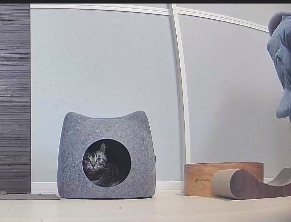 最近のはニトリの猫型のおうちがお気に入りの様子（提供：こめさん）