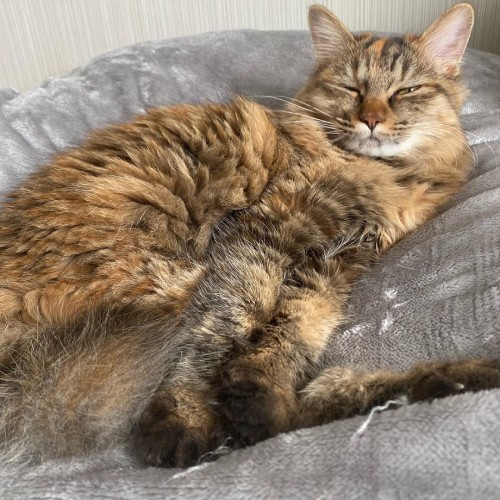 優雅な貴婦人風のポーズです